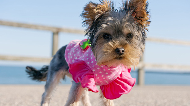 Summer's gone to the dogs: at least Sally the Yorkshire Terrier has been enjoying Aberdeen weather