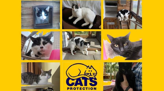 Moray Cats Protection