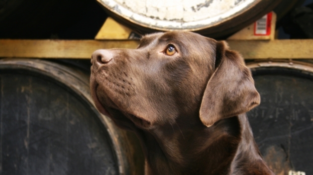 Bracken: BrewDog are in mourning after loosing their mascot pooch to cancer.