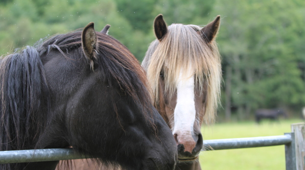 Horse Charity: Rescued horses enjoy the facilities at Belwade.
