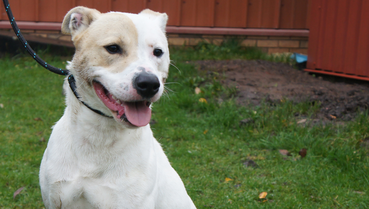 Animals looking for a loving home at the Cardonald rehoming centre