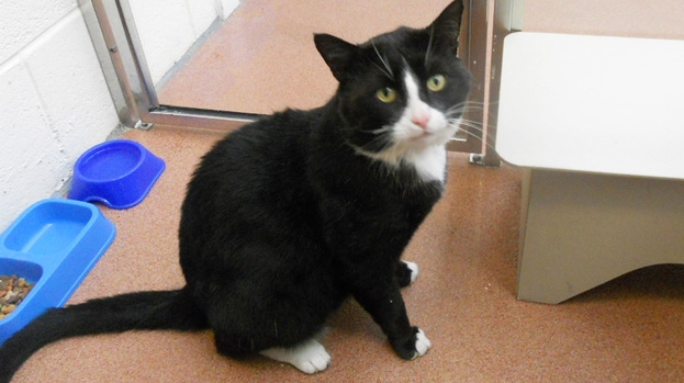 Dodger the cat needs a new home