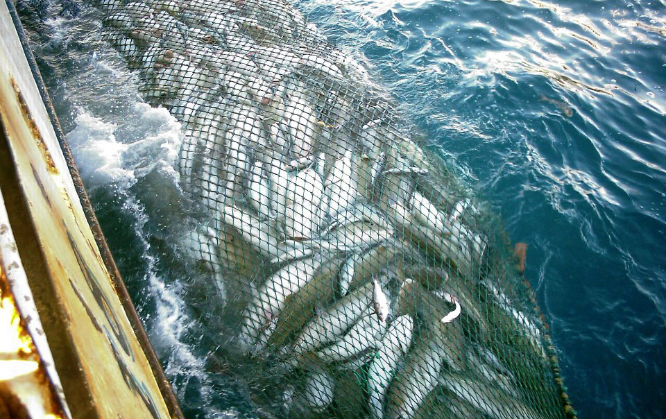 A recent haul of cod from Peter Bruce's boat - the Budding Rose