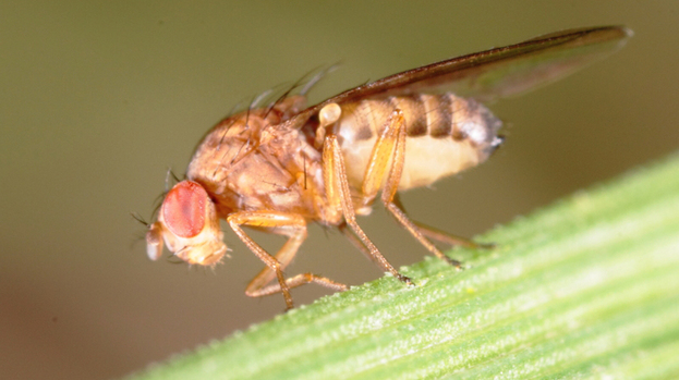 [Image: 182882-fruit-fly.jpg]