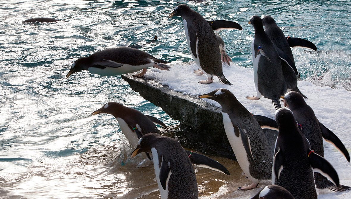  Edinburgh Zoo penguins