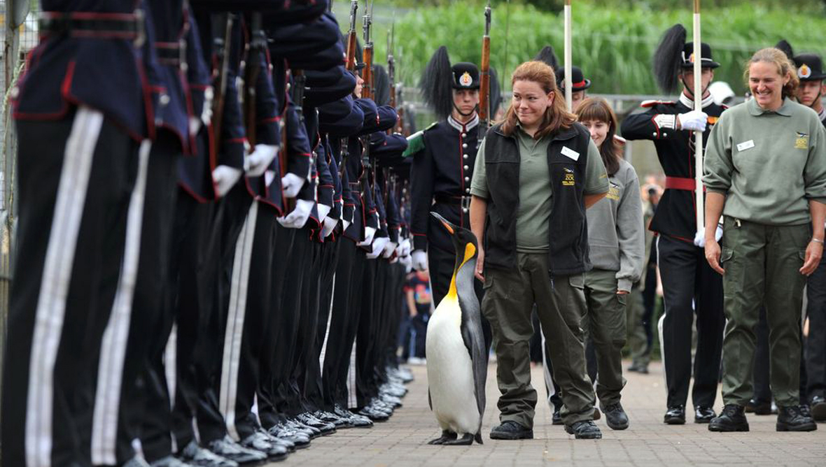  Sir Nils Olav, the Edinburgh Zoo penguin, receiving a knighthood in 2008