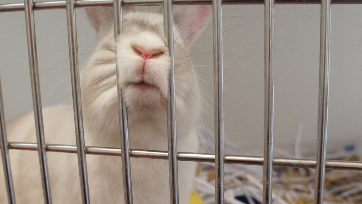 Scottish SPCA appeal for £4m to extend Cardonald Dog and Cat Home